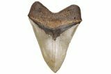 Serrated, Fossil Megalodon Tooth - North Carolina #235119-2